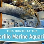 Column_Cabrillo_Marine_Aquarium_WEB