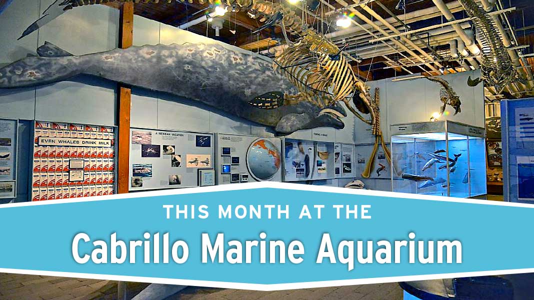 This Month at the Cabrillo Marine Aquarium - Column Cabrillo Marine Aquarium WEB