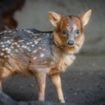 Zoo-Pudu-Baby-Male-Haechan-JEP_9066