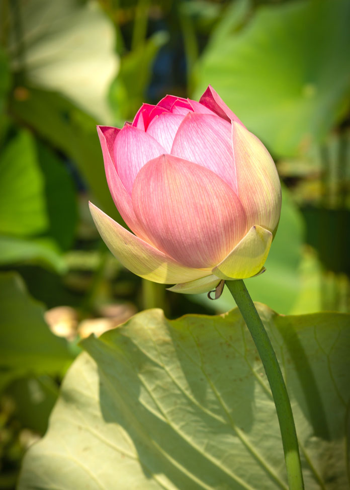 Lotus Festival pays tribute to Thailand. Alive! News
