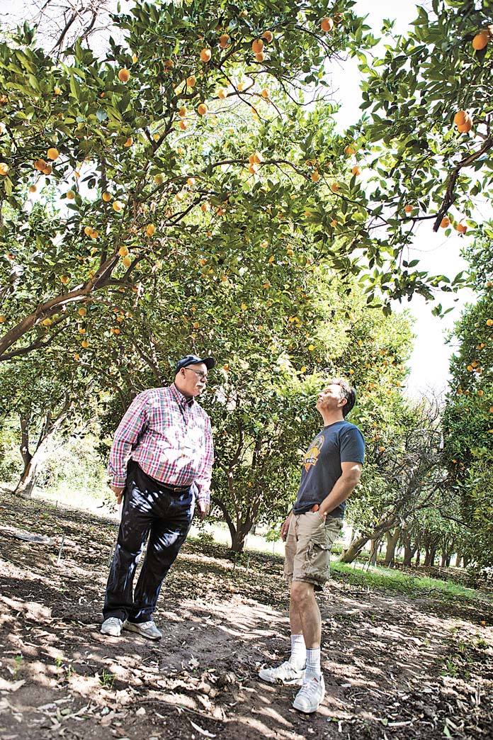 Orcutt Ranch continues its orangepicking events for the public